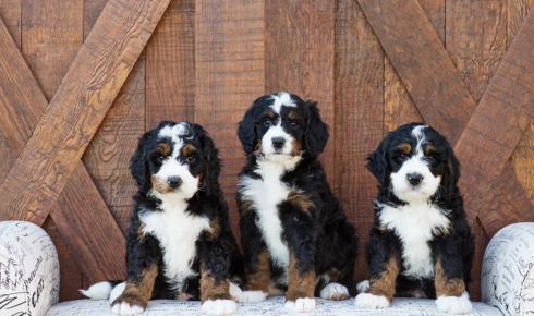 Bernedoodle training